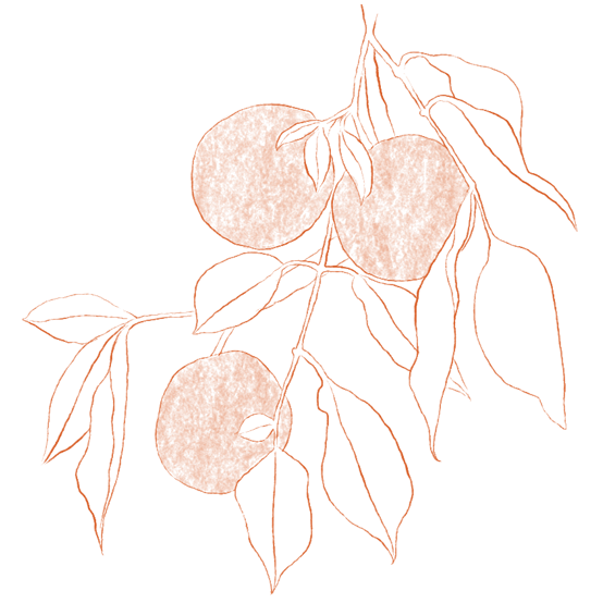 marula | natural skincare ingredients | Tangerine Beauty