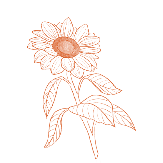 sunflower | natural skincare ingredients | Tangerine Beauty